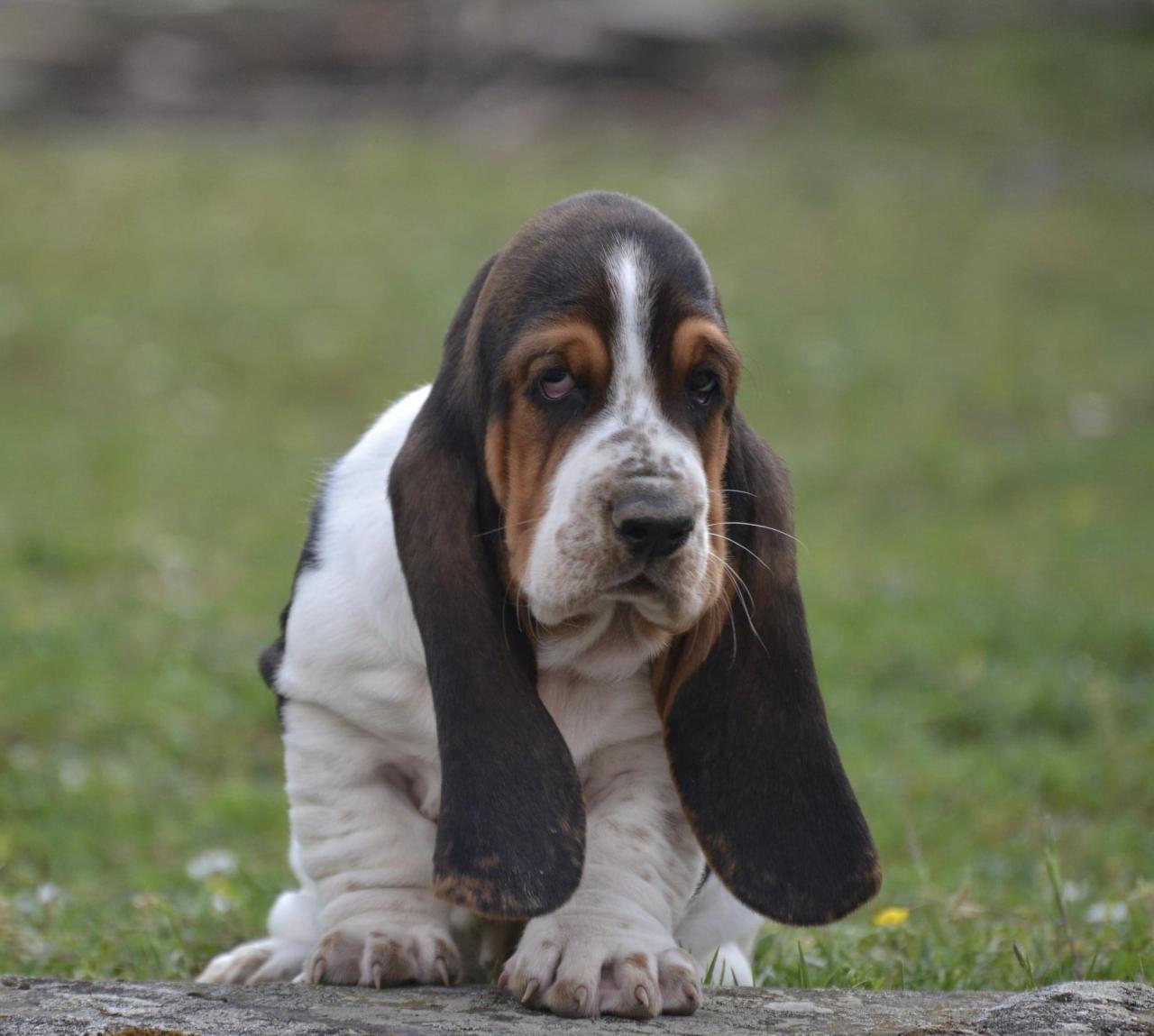 Basset hound