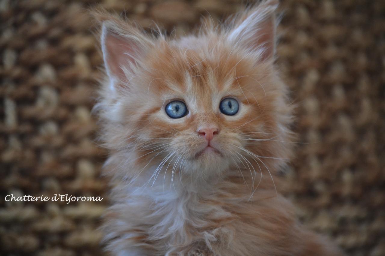 Maine coon