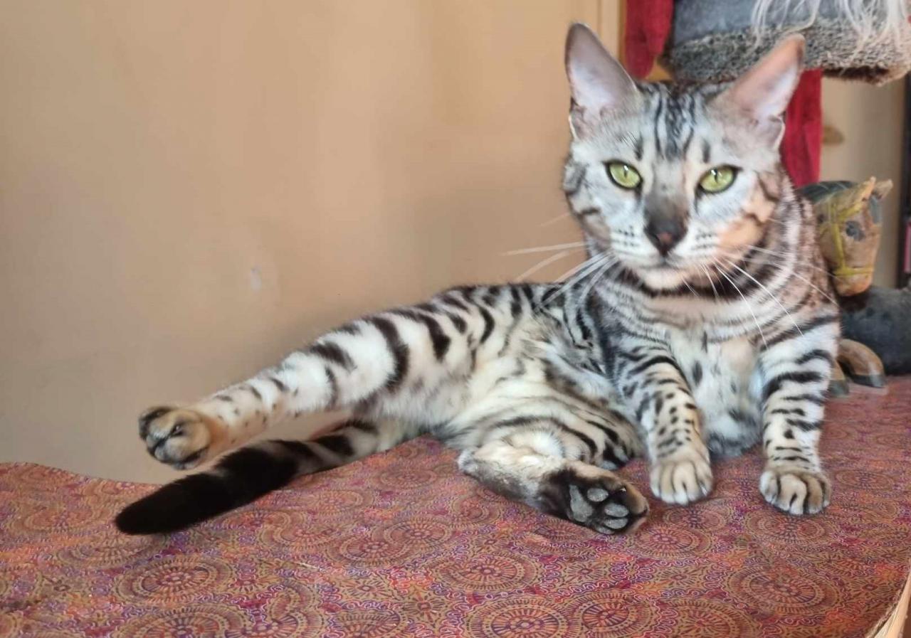 Bengal