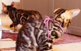 Chatons Bengals des Minis Felins