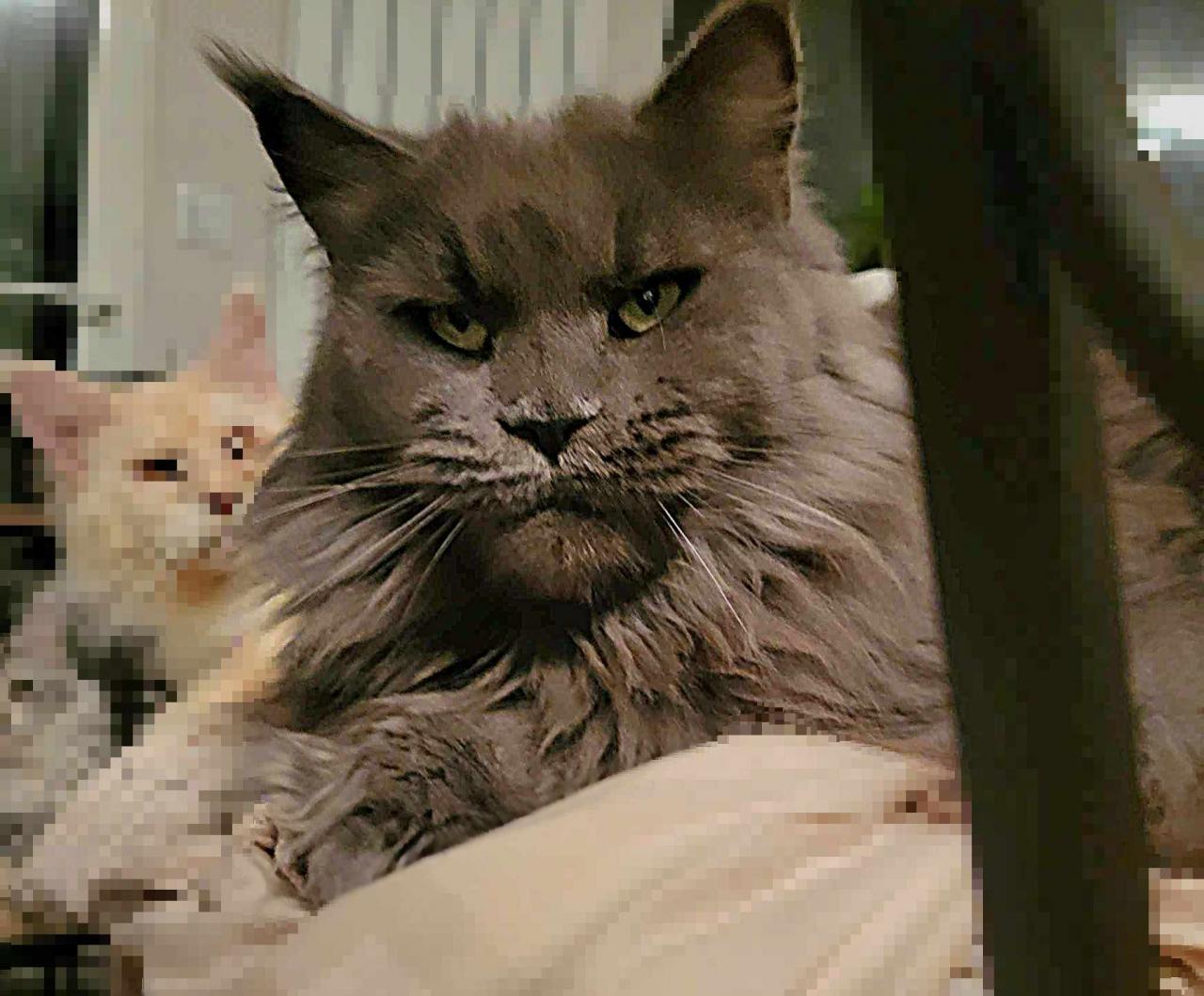 Maine coon