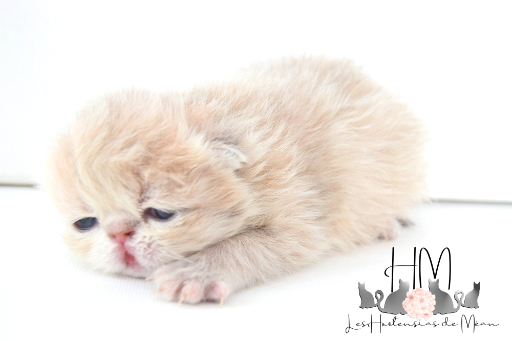 Exotic shorthair