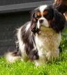 Ple mle photos de nos cavaliers King Charles