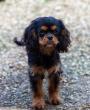 Ple mle photos de nos cavaliers King Charles