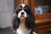 Ple mle photos de nos cavaliers King Charles