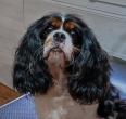 Ple mle photos de nos cavaliers King Charles