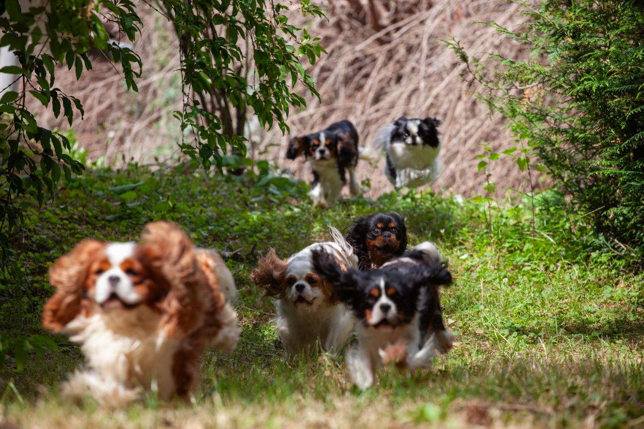 Ple mle photos de nos cavaliers King Charles