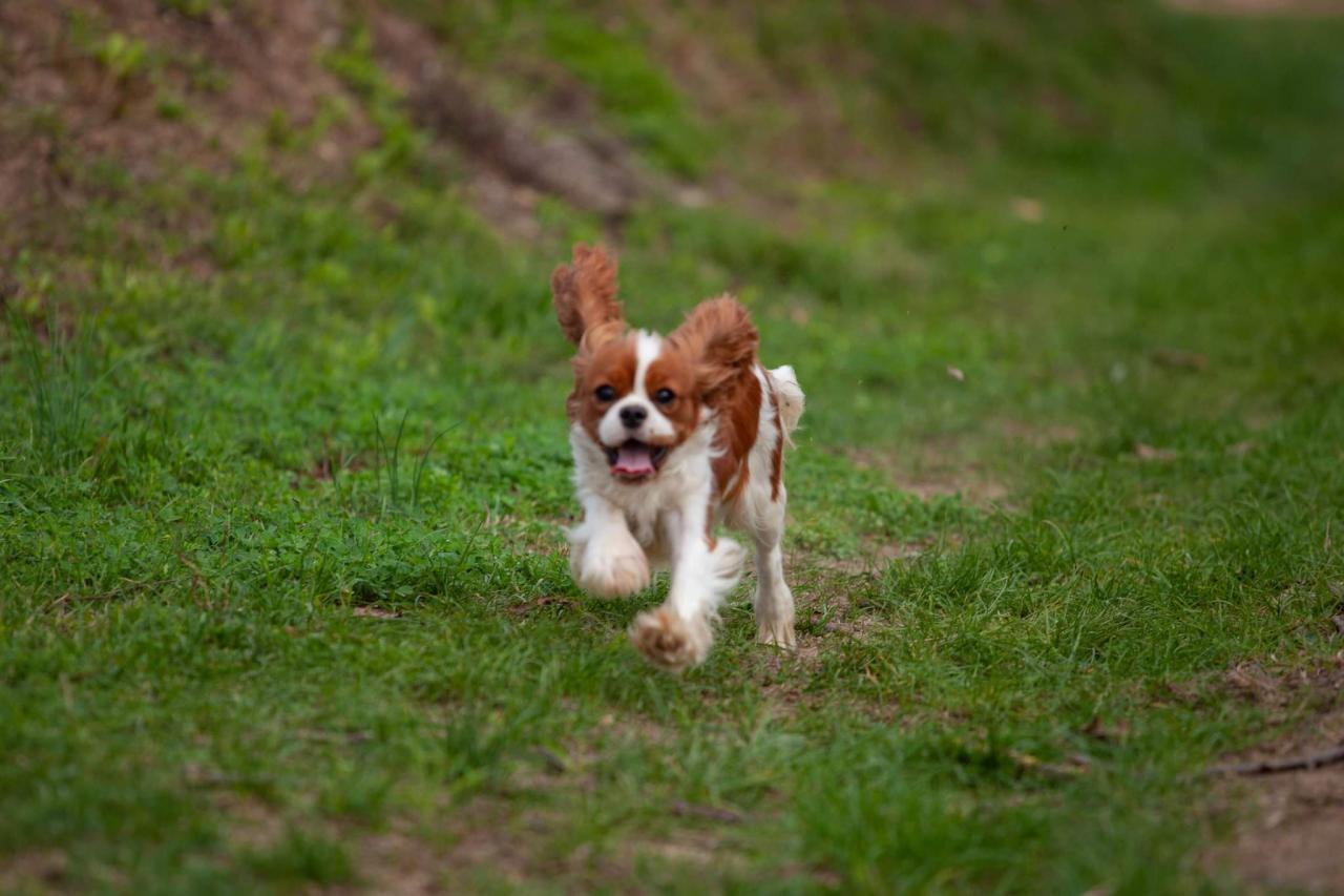 Ple mle photos de nos cavaliers King Charles