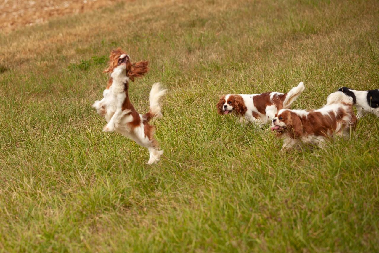 Ple mle photos de nos cavaliers King Charles