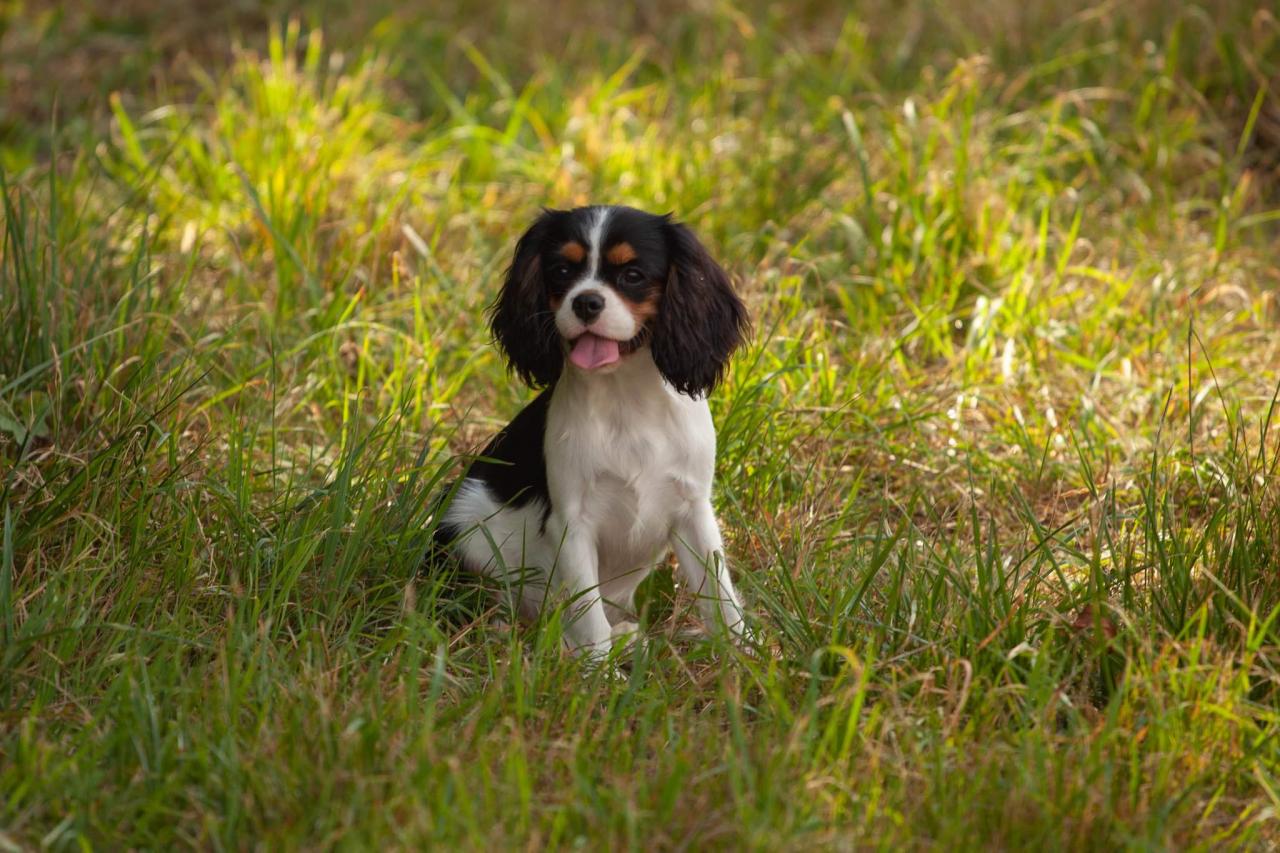 Ple mle photos de nos cavaliers King Charles