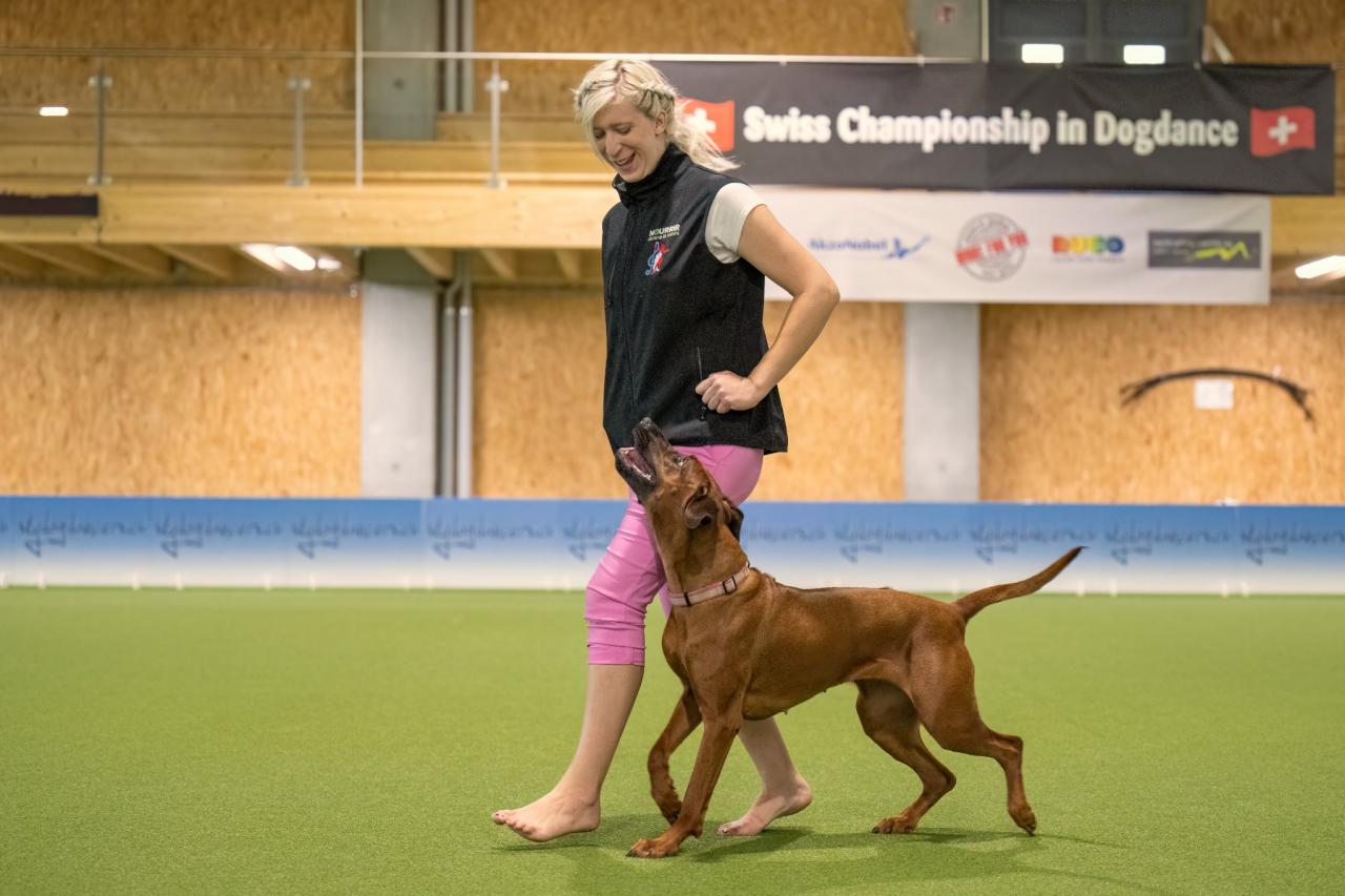 Rhodesian ridgeback