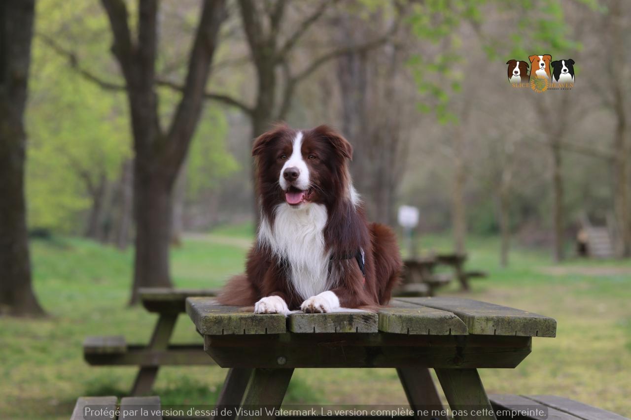 Border collie