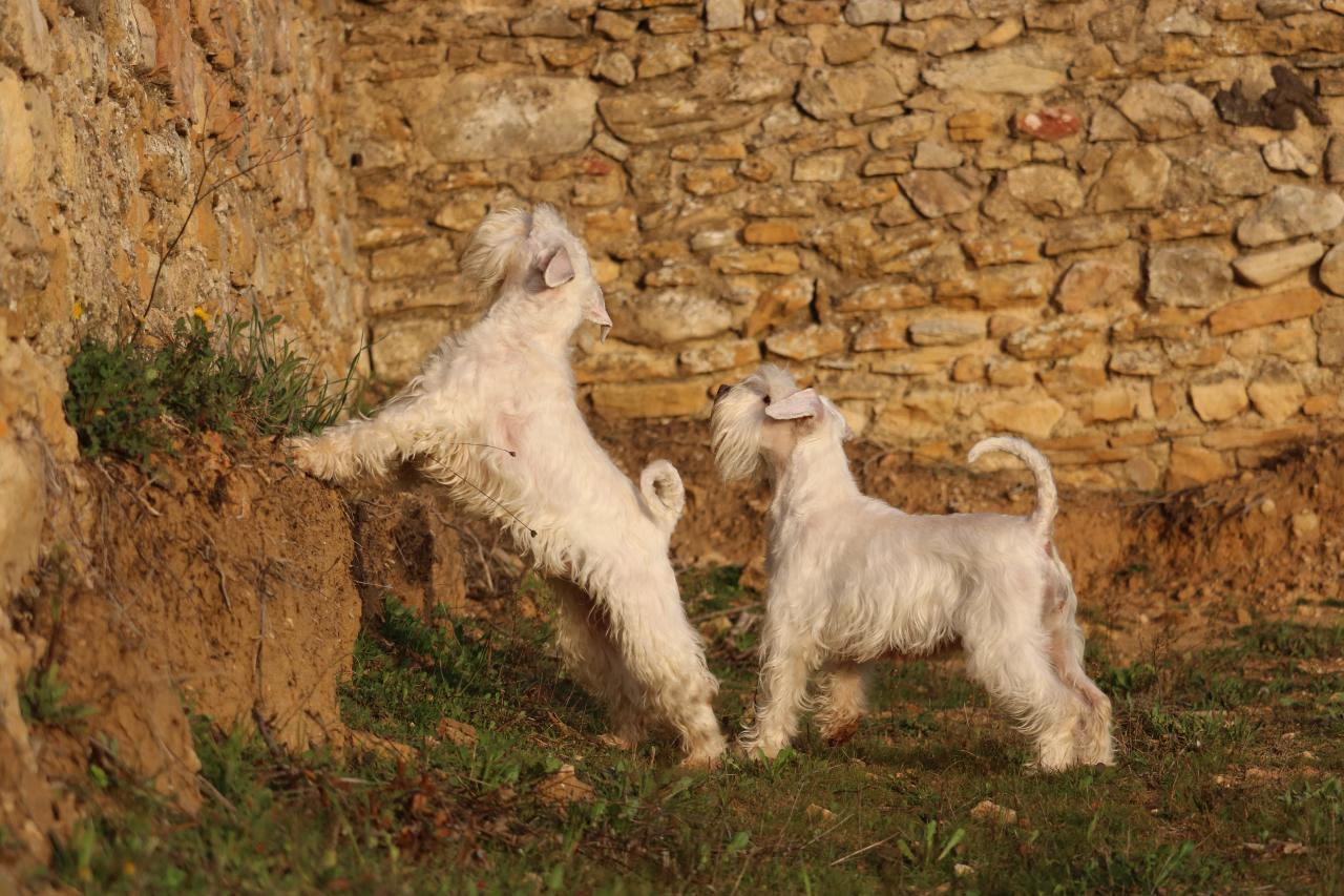 Duo de schnauzers