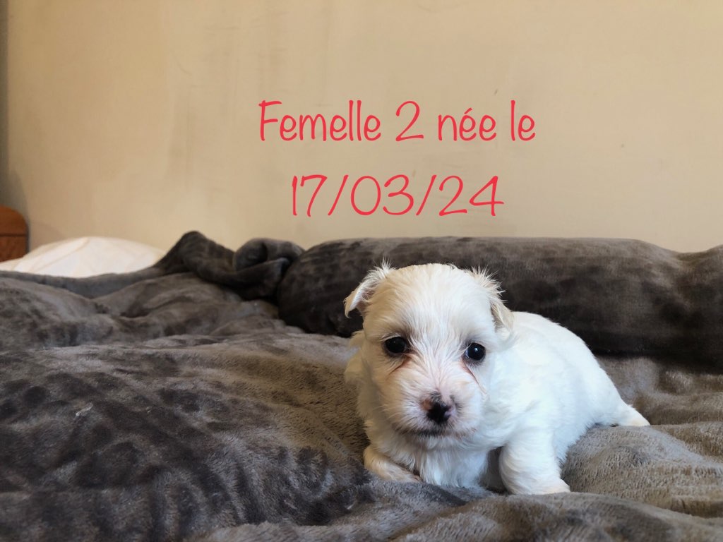 femellle