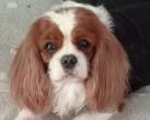 Ple mle photos de nos cavaliers King Charles