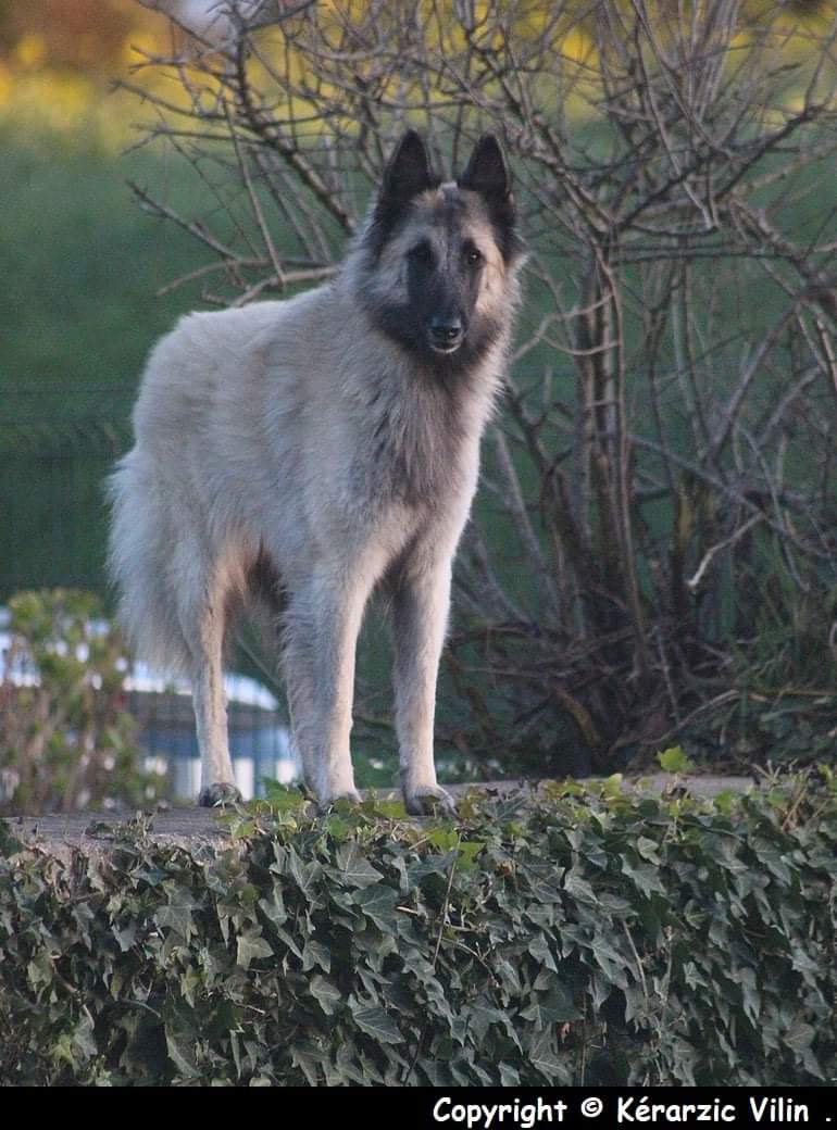 sr Refa Na des Lgendes du Menhir