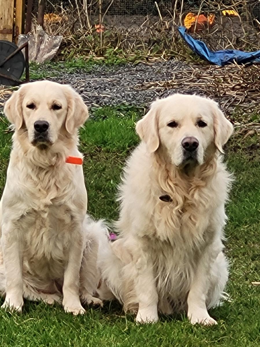 Nos goldens