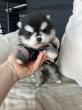 Pomsky disponibles