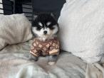 Pomsky disponibles