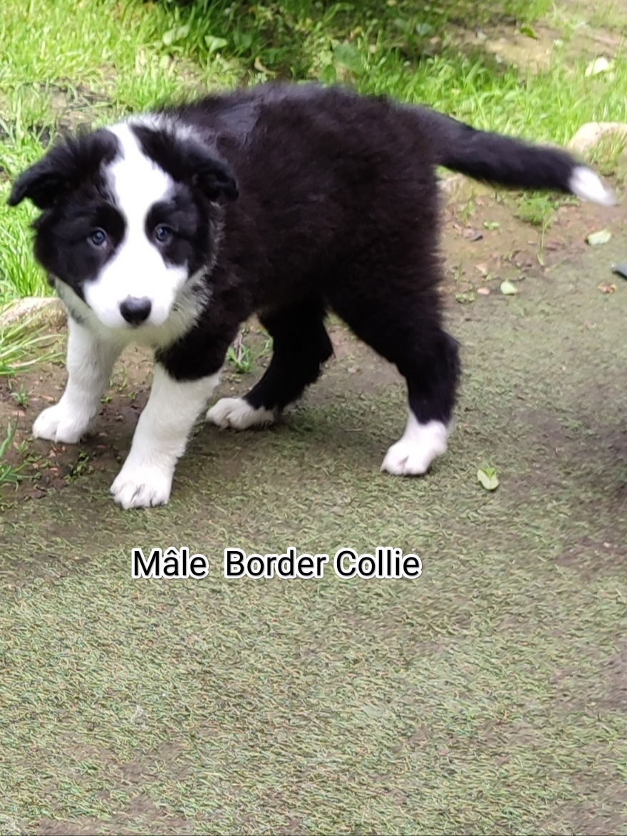 Border collie