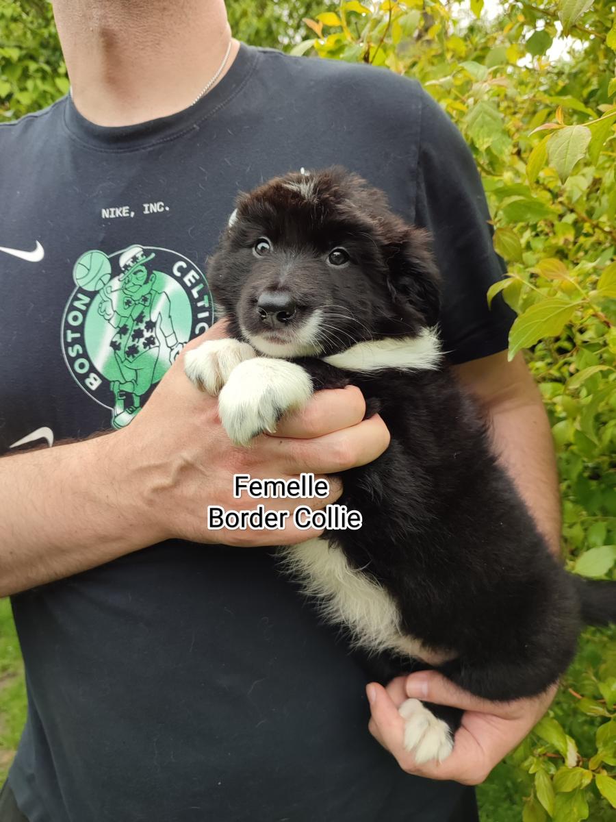 Border collie