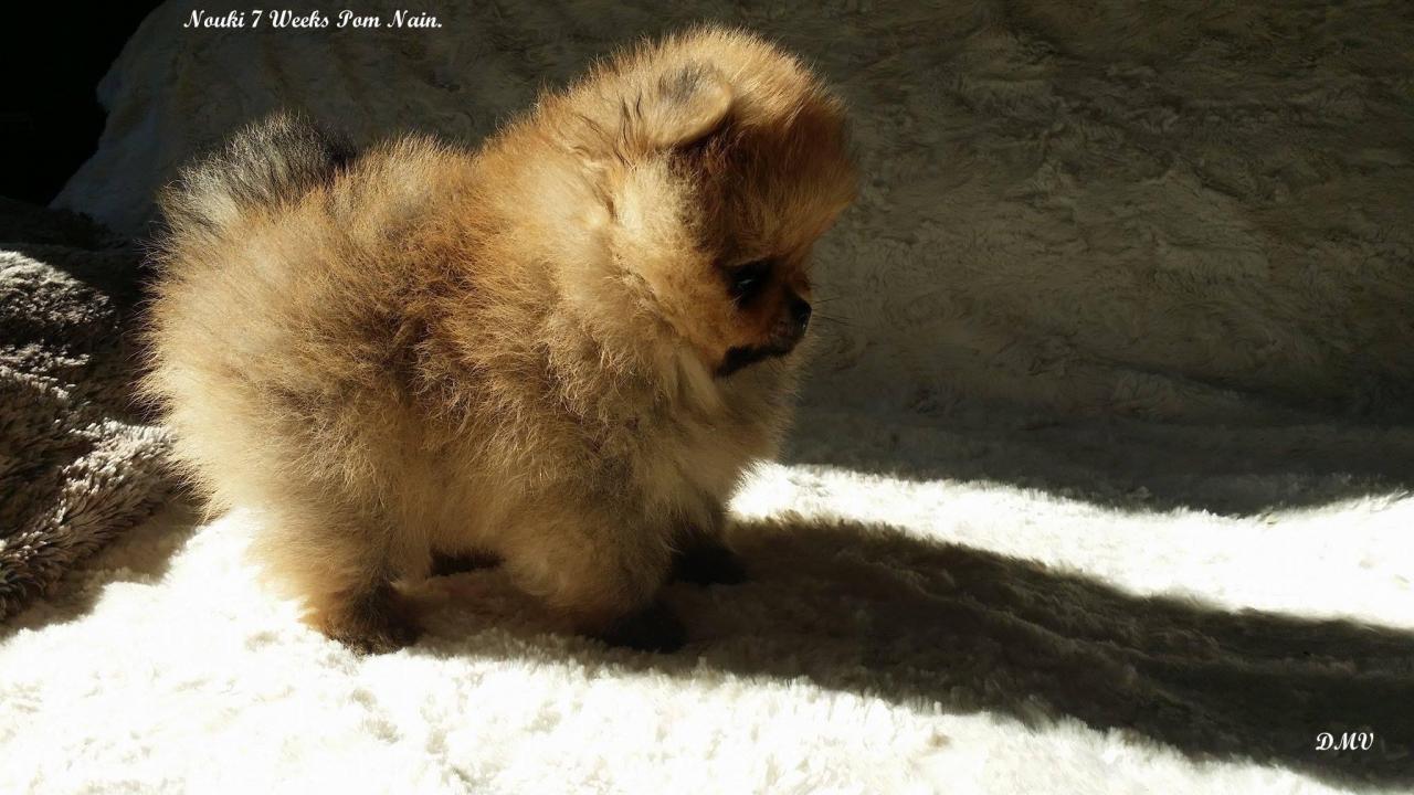 chiot spitz nain pomeranian