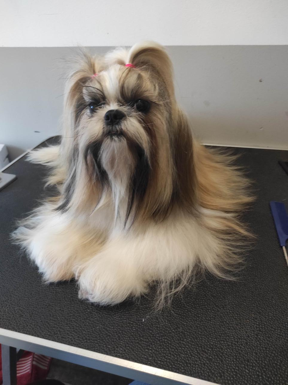 Shih tzu