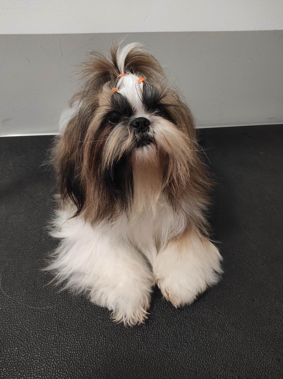 Shih tzu