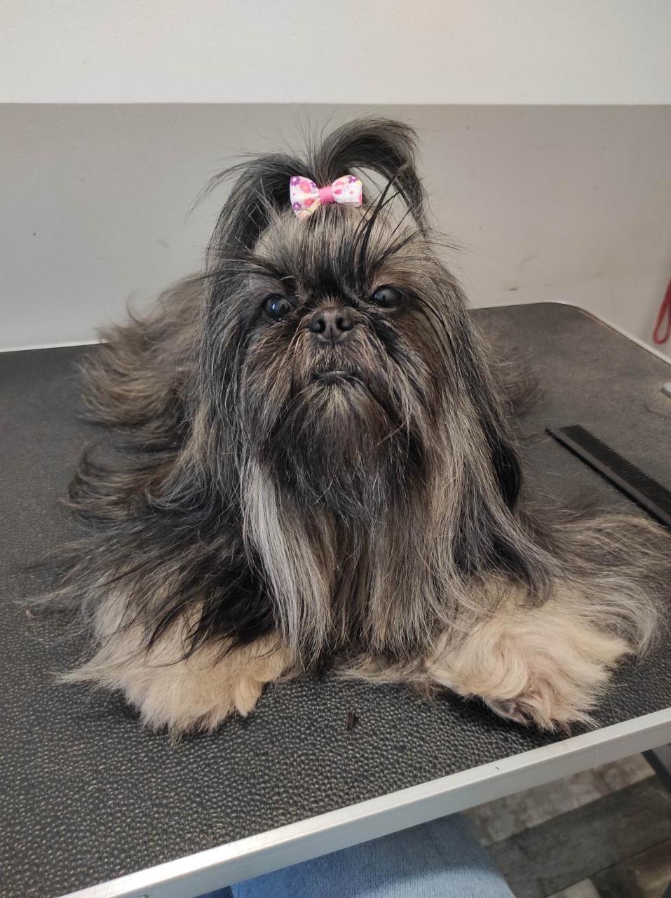 Shih tzu