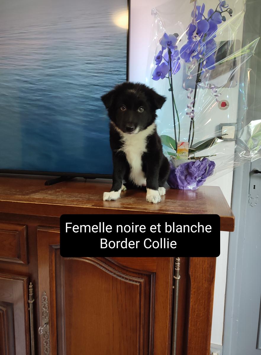 Border collie