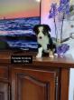 Border Collie des Hauts de France 06.47.49.71.41