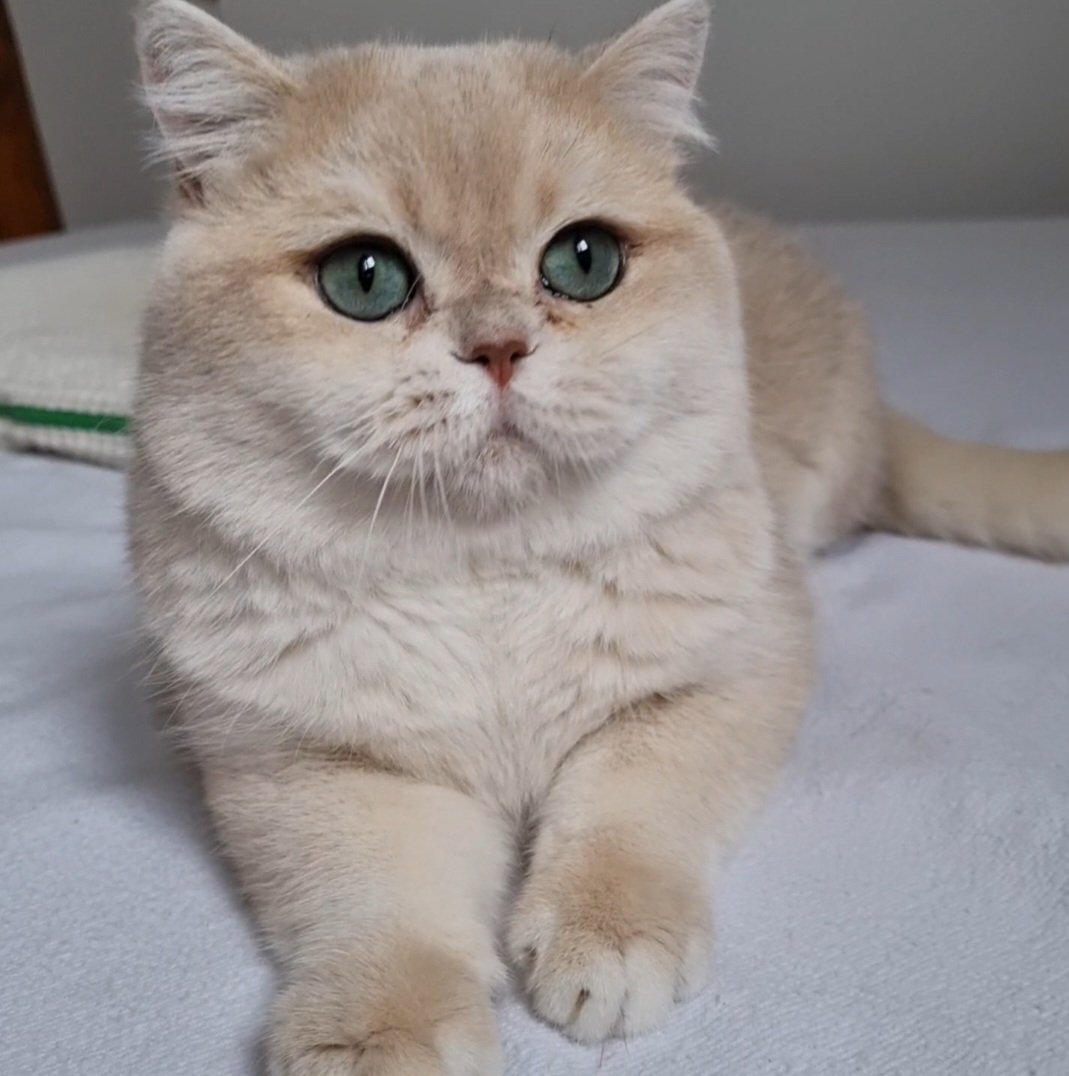 British shorthair