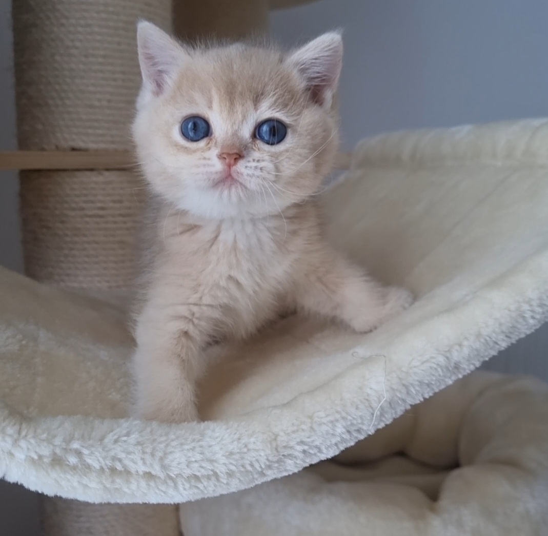 British shorthair