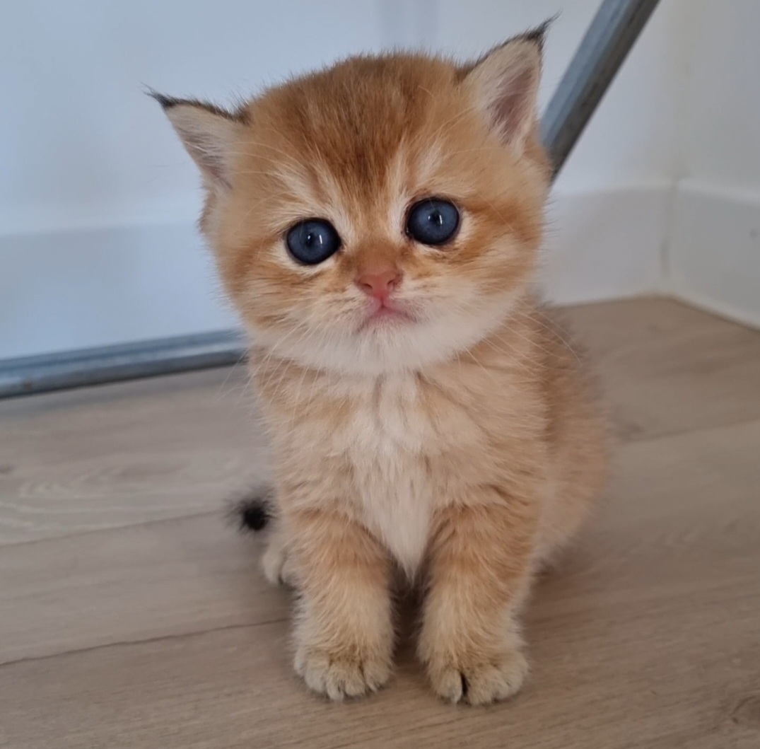 British shorthair