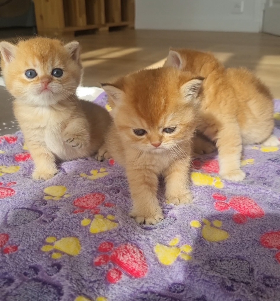 British shorthair