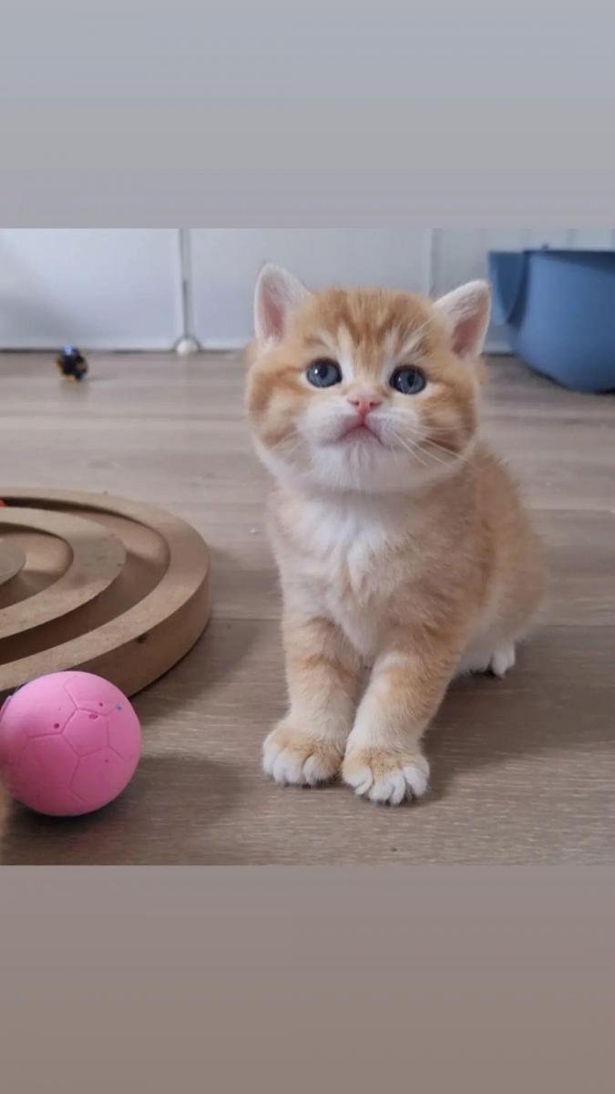 British shorthair