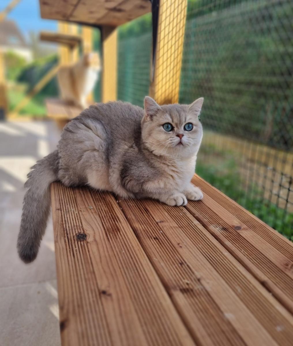 British shorthair