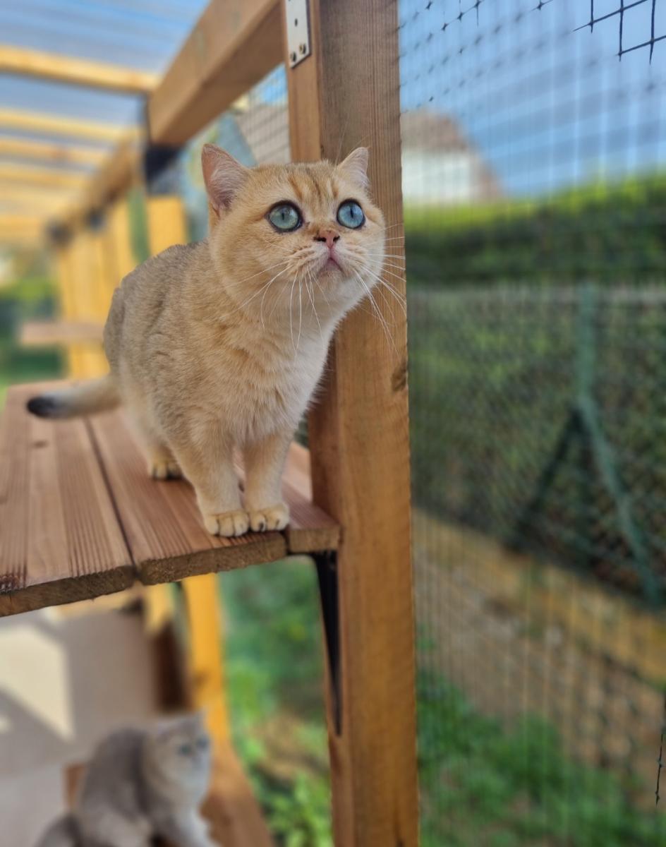 British shorthair