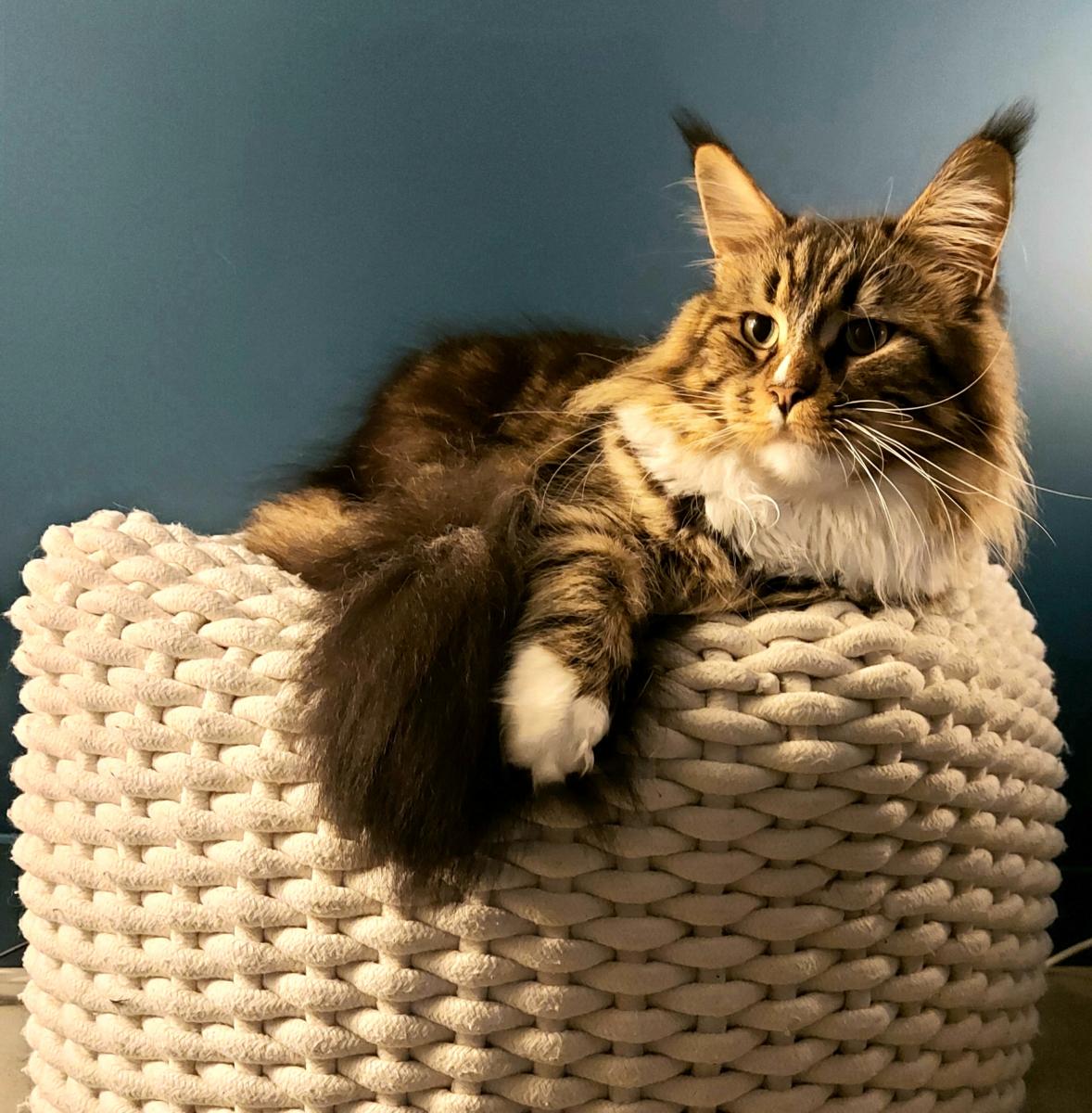 Maine coon