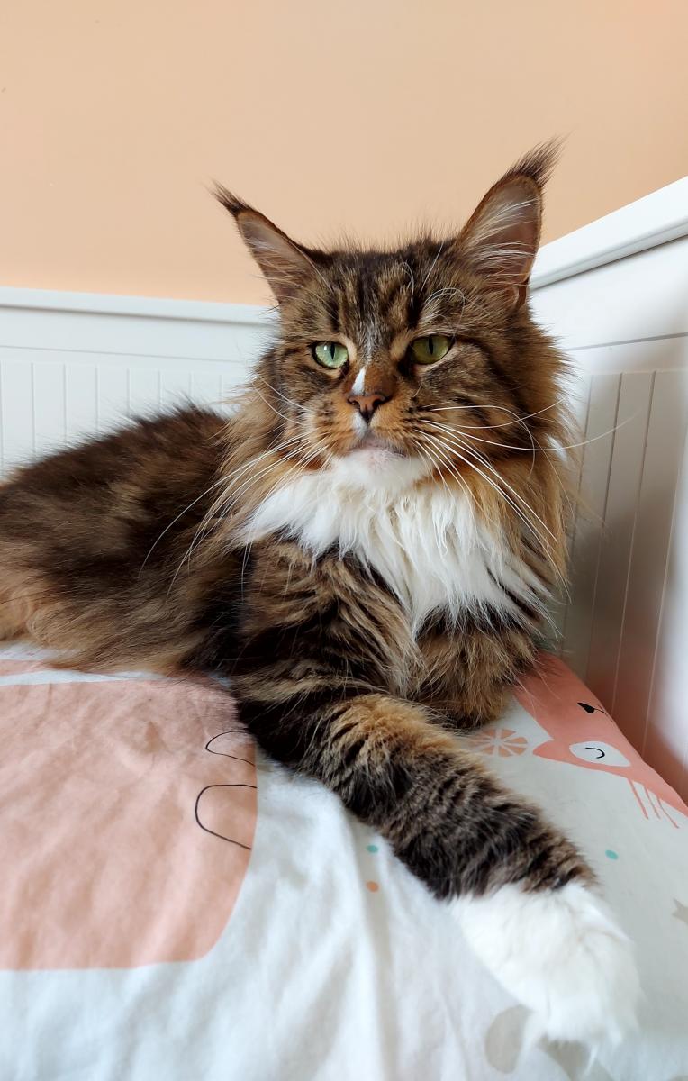 Maine coon