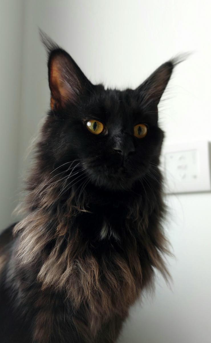 Maine coon