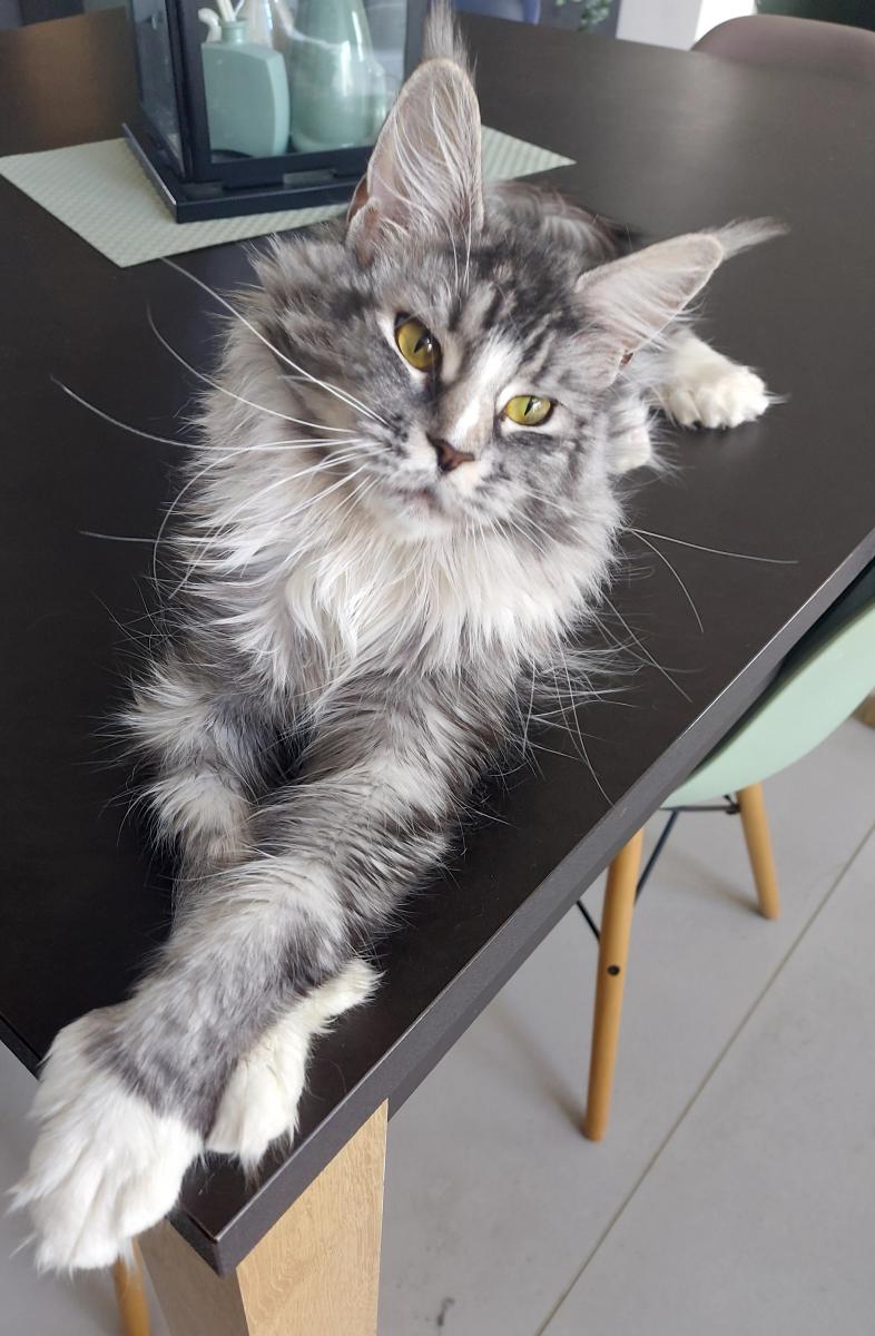 Maine coon