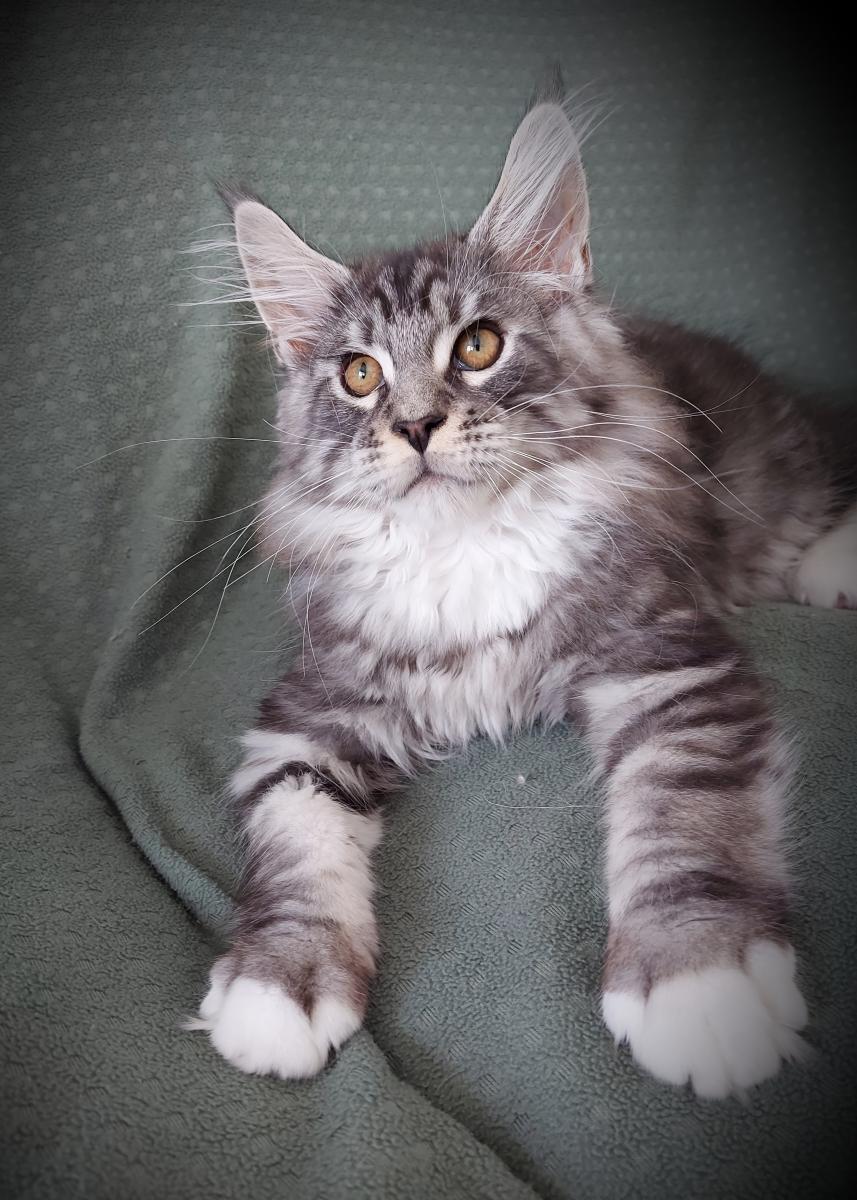 Maine coon