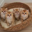 Chatons de British Passion