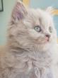 Chaton lilac2024