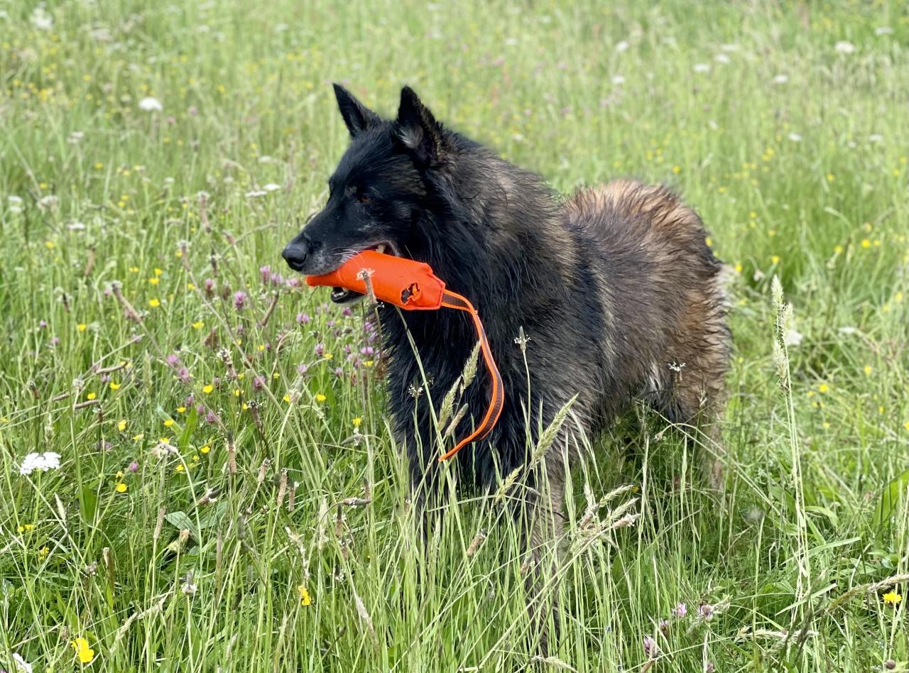 Berger belge tervueren