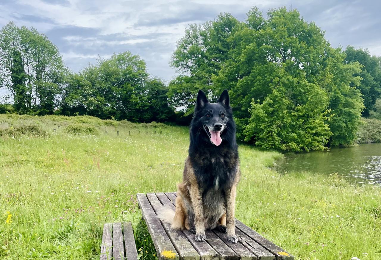 Berger belge tervueren