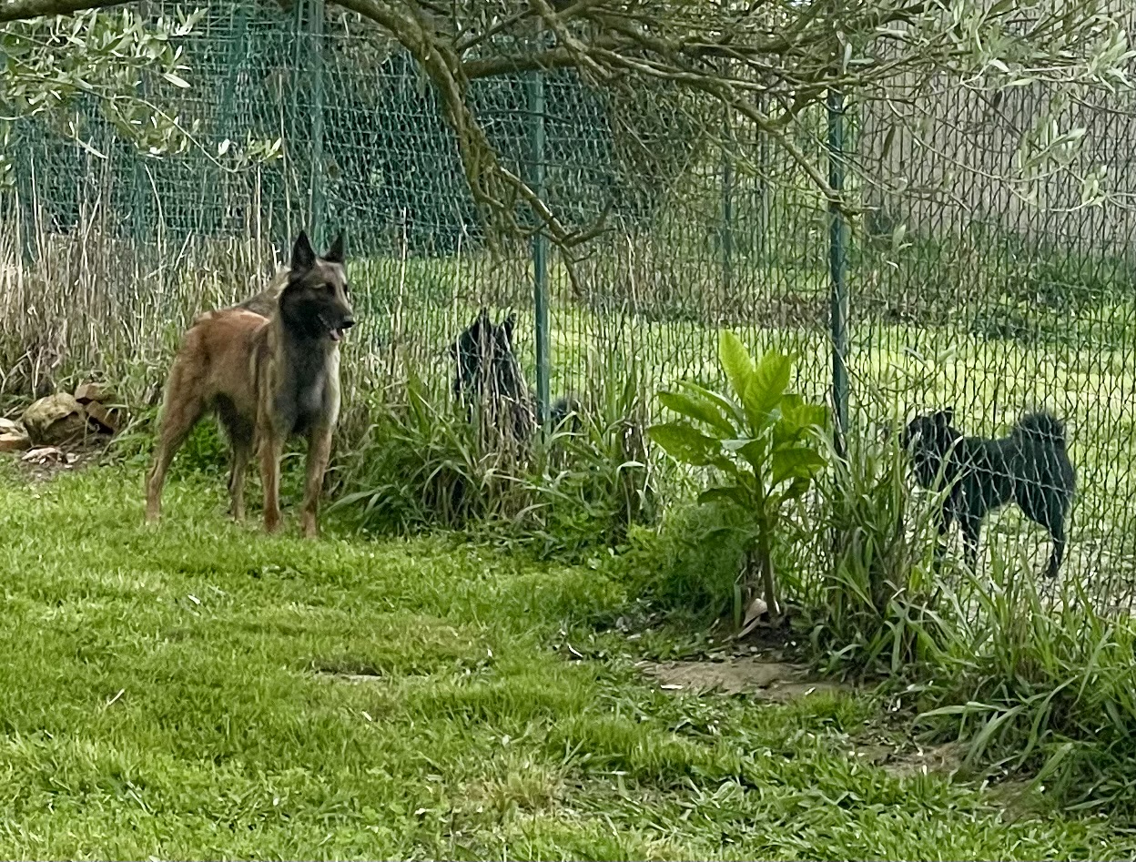 Berger belge tervueren