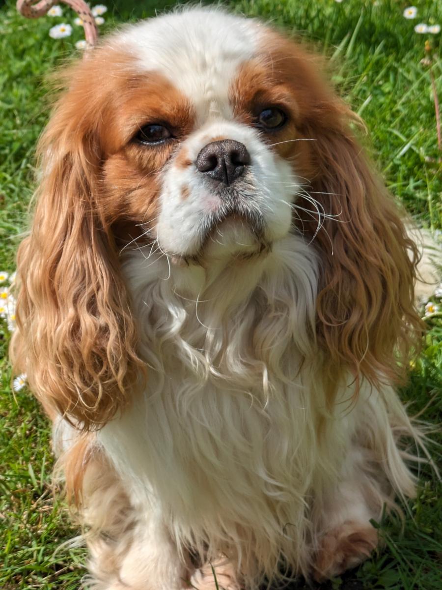 Cavalier king charles spaniel