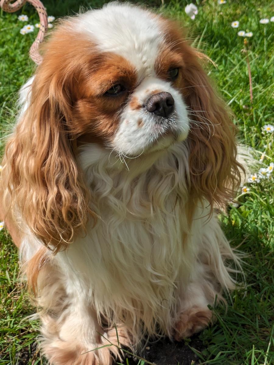 Cavalier king charles spaniel